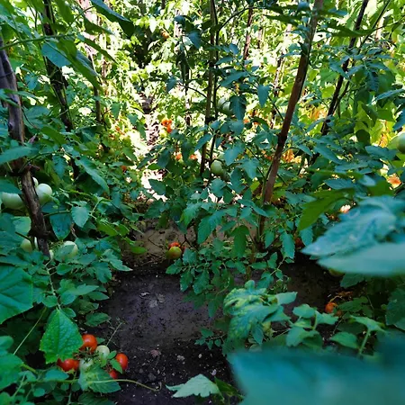 Pensjonat Denis Gjirokastra