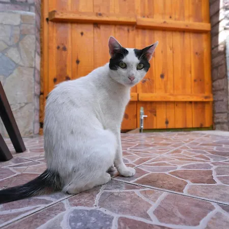 Konukevi Denis Gjirokastër