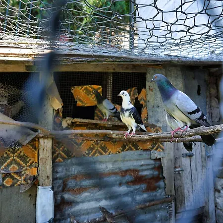 Denis 3* Gjirokastër