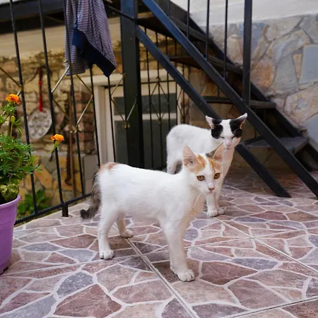 Denis 3* Gjirokastër