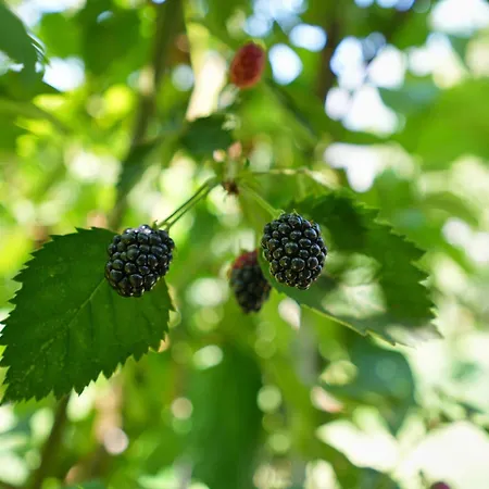 Denis Affittacamere 3*