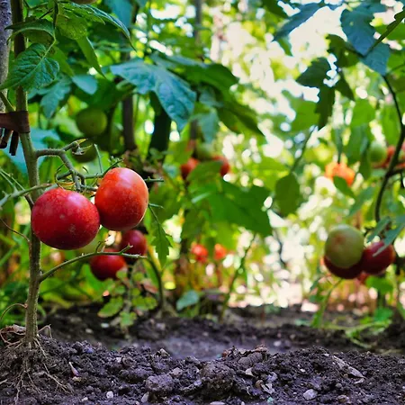Affittacamere Denis Gjirokastër