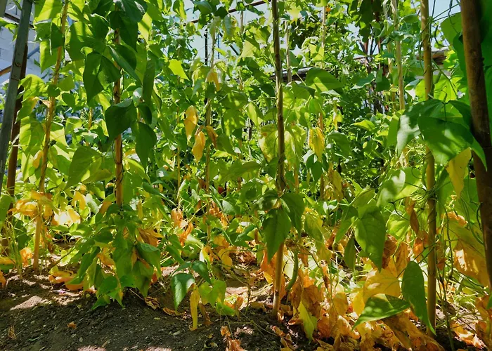 Гостевой дом Denis