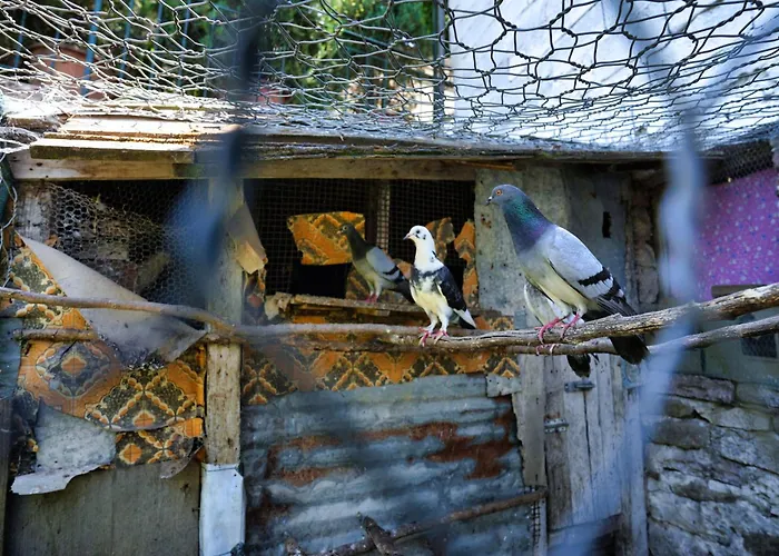 Denis 3* Гирокастра