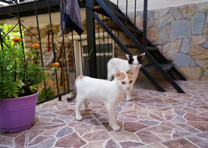 Denis 3* Гирокастра